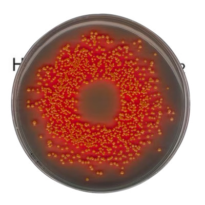 Hektoen enteric (HE) agar ac 500 G