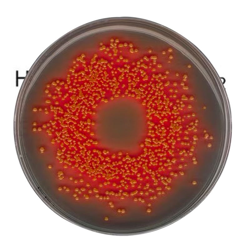 Hektoen enteric (HE) agar ac 500 G