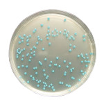 Listeria agar (base) 500 G