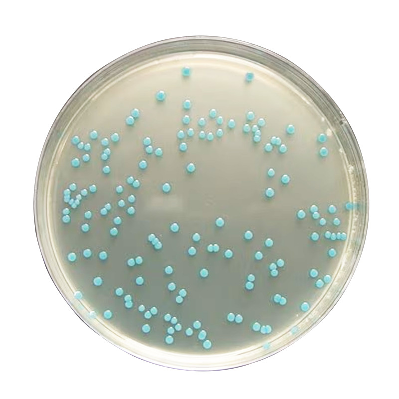 Listeria agar (base) 500 G