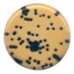 CLOSTRIDIUM PERFRINGENS SELECTIVE SUPPLE 10 x 1 VIAL