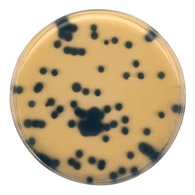 CLOSTRIDIUM PERFRINGENS SELECTIVE SUPPLE 10 x 1 VIAL