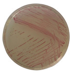 CHROMOCULT ENTEROCOCCI AGAR ( 33 G FOR 1 500 G