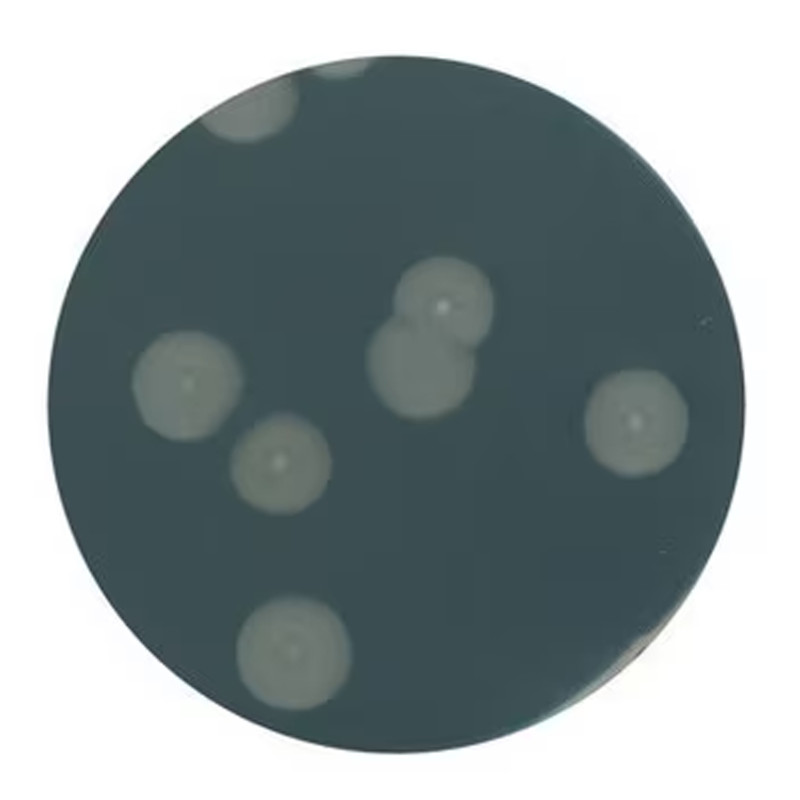 YEAST EXTRACT AGAR FOR MICROBIOLOGY (35 500 G