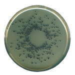EGG YOLK TELLURITE EMULSION STERILE, FOR  10 x 50 ml