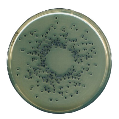 EGG YOLK TELLURITE EMULSION STERILE, FOR  10 x 50 ml