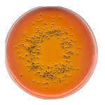 SS (Salmonella Shigella) aga 500 G