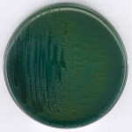 TCBS (Thiosulfate Citrate Bi 500 G