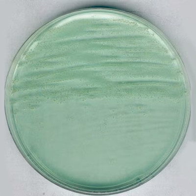 Anaerobic Agar acc. to BREWE 500 G