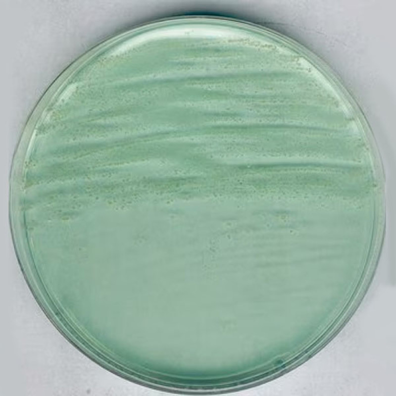 Anaerobic Agar acc. to BREWE 500 G