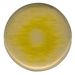 Cetrimide Agar (base) acc. I 500 G