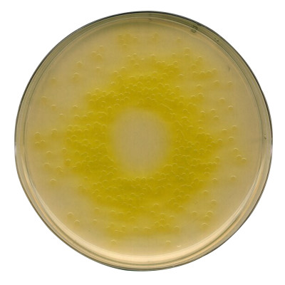 Cetrimide Agar (base) acc. I 500 G
