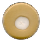 SABOURAUD 4% GLUCOSE AGAR FOR MICROBIOLO 500 G