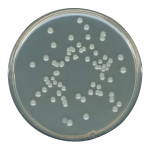 Plate Count 500 G