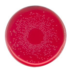 BPLS (Brilliant-green Phenol 500 G