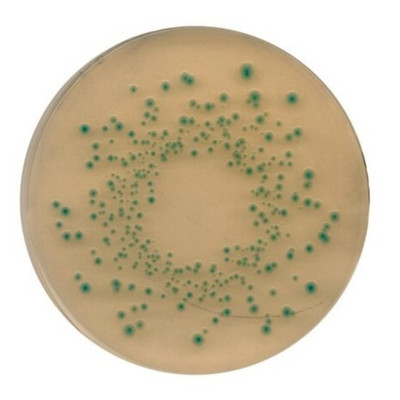 TBX agar 500 G