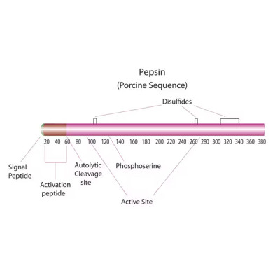 PEPSIN FROM PROCINE GASTRIC MUCOSA, TEST 100 G