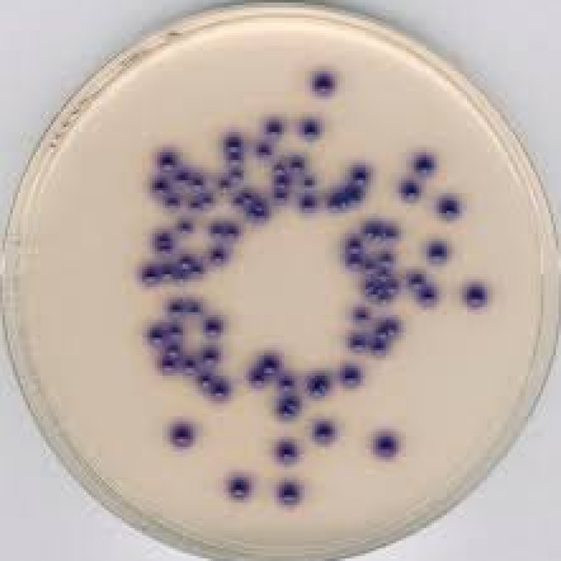 CHROMOCULT COLIFORM AGAR ES