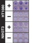 QCM ECMatrix Cell Invasion Assay, 24-well (8 µm), colorimetric