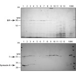 ENDOPLASMIC RETICULUM ISOLATION KIT
