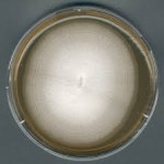 MALT EXTRACT AGAR FOR MICROBIOLOGY