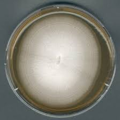 MALT EXTRACT AGAR FOR MICROBIOLOGY
