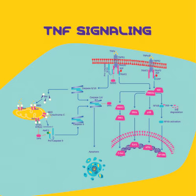 TUMOR NECROSIS FACTOR-α HUMAN XENO-FREE& 10 UG