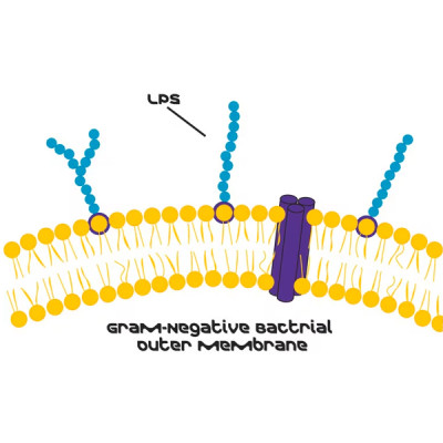 LIPOPOLYSACCHARIDES FROM ESCHERICHIA CO& 10 MG
