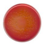 MacConkey agarNutriSelect Basic 500 G