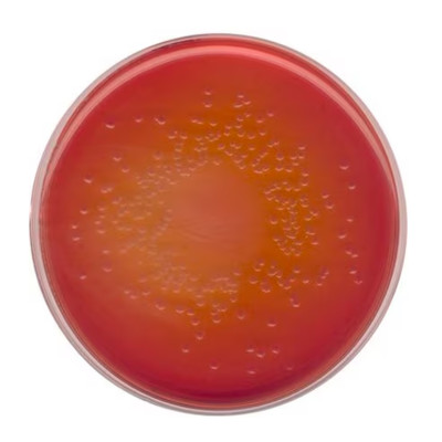 MacConkey agarNutriSelect Basic 500 G