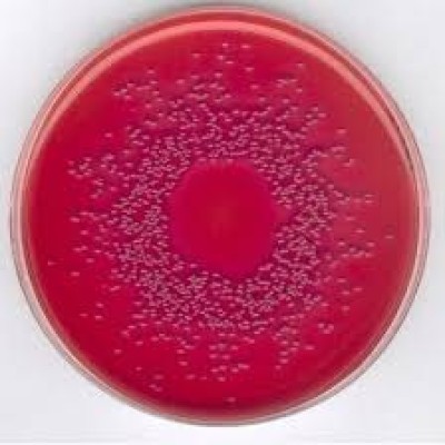 MacConkey Agar 500 G