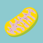 MITOCHONDRIA ISOLATION KIT 1 KIT