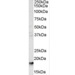ANTI-GLYCOPHORIN A