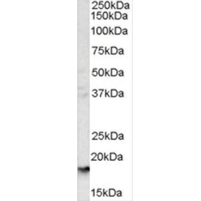 ANTI-GLYCOPHORIN A